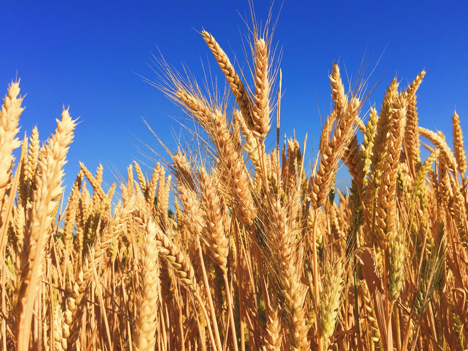 Barley Processing - Alexander Magnettechnik